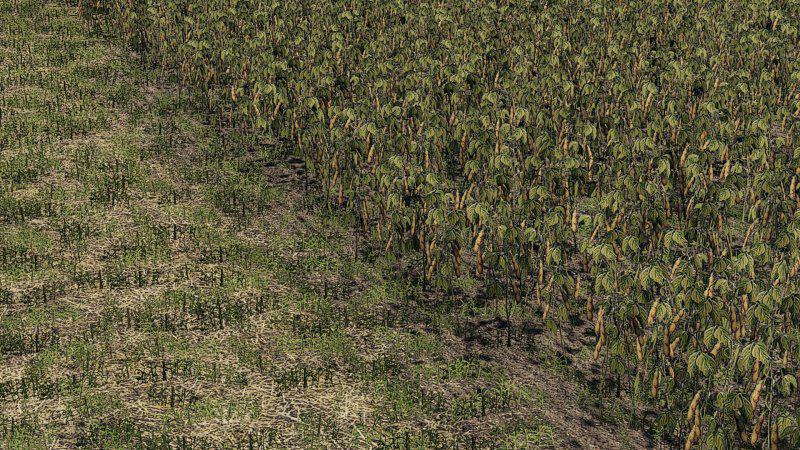 FS19 Oat Soybean Oilseed radish Sugar Beet v1.0.0.0